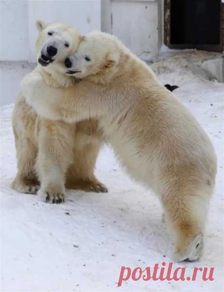 Мишка косолапый / cute bear – Google+