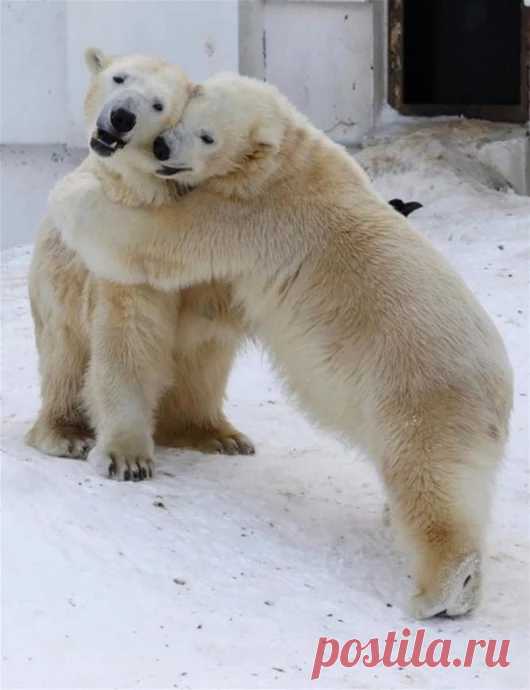 Мишка косолапый / cute bear – Google+