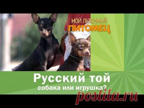 Русский той. Как воспитать собаку