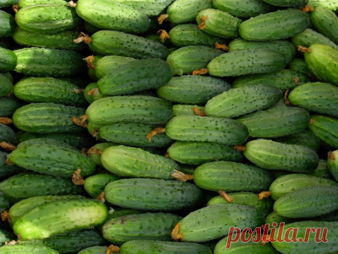 Отличная подкормка для тех, кому нужен богатый урожай