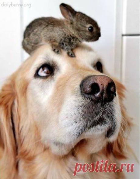 Блоха выросла, чтоли