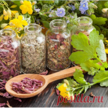 Лучшие противопаразитарные растения — это необходимо знать!