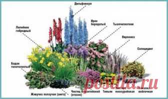 Клумба из многолетников для начинающих: цветы с названиями и фото для клумбы, схемы, видео