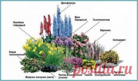 Клумба из многолетников для начинающих: цветы с названиями и фото для клумбы, схемы, видео