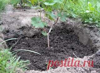 Посадка саженцев винограда весной

Когда сажать виноград? Пожалуй, самый популярный вопрос среди начинающих виноградарей, но дать 100%-й ответ на него сложно, так как саженец винограда может хорошо прижиться и после посадки в весеннюю пору, и после посадки осенью. А вот от температуры почвы, в которую вы будете садить саженец винограда, зависит очень много.
Показать полностью…