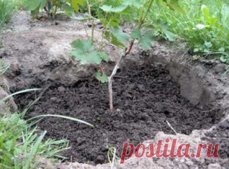 Посадка саженцев винограда весной

Когда сажать виноград? Пожалуй, самый популярный вопрос среди начинающих виноградарей, но дать 100%-й ответ на него сложно, так как саженец винограда может хорошо прижиться и после посадки в весеннюю пору, и после посадки осенью. А вот от температуры почвы, в которую вы будете садить саженец винограда, зависит очень много.
Показать полностью…