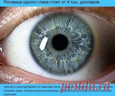 Сколько стоит человек?