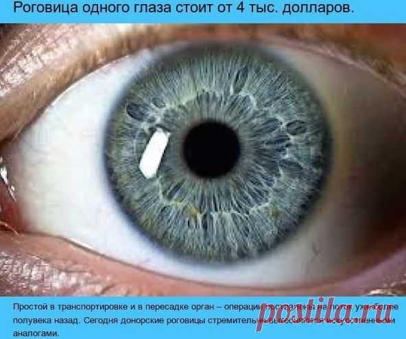 Сколько стоит человек?