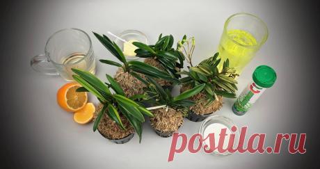 Как избавиться от известкового налета на листьях? | EXOTIC PLANT Редкие коллекционные растения