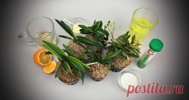 Как избавиться от известкового налета на листьях? | EXOTIC PLANT Редкие коллекционные растения