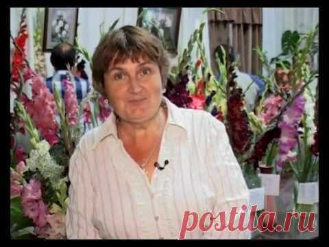 Как правильно посадить и ухаживать за гладиолусами