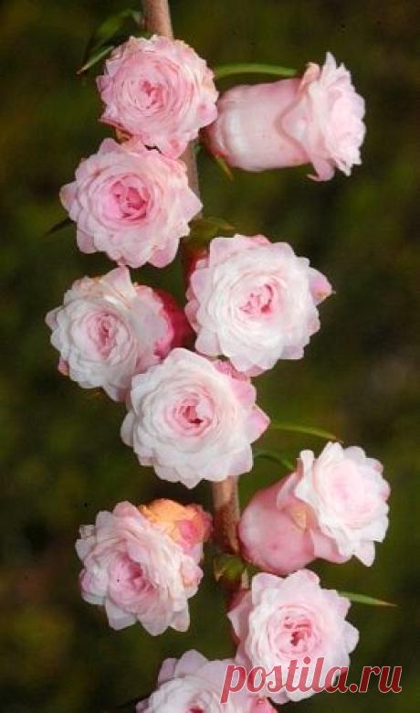 Common Heath (Epacris impressa) ‘Double Pink’