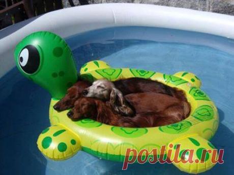 Лето, жара и песики)