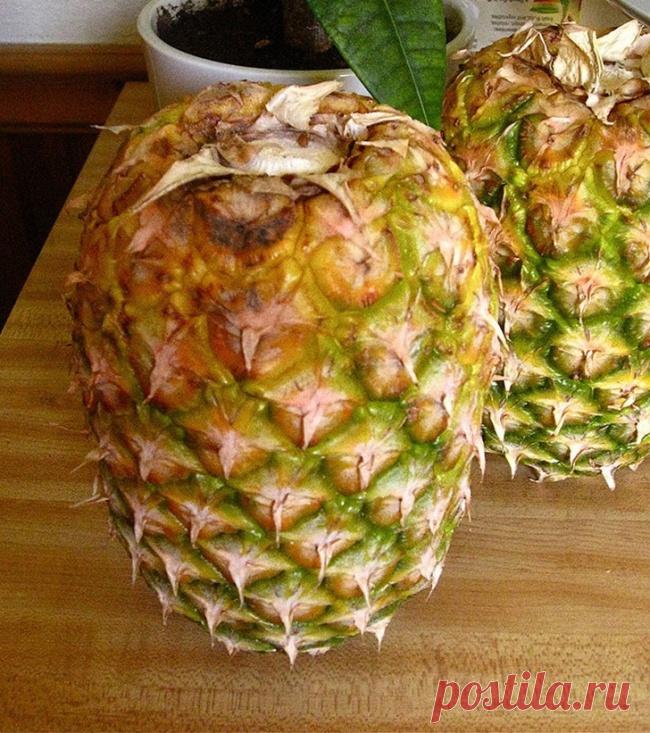 Ананасы нужно хранить «хохолком» вниз,
тогда они быстрее станут спелыми и сладкими.