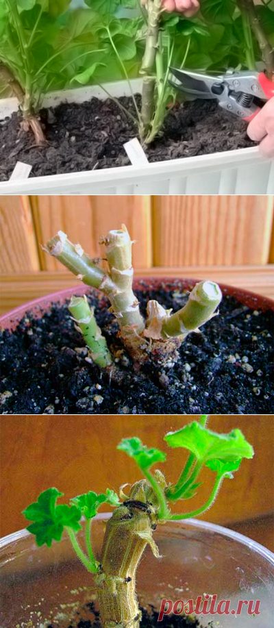 Как правильно обрезать герань. Прищипка королевской пеларгонии. Правильная обрезка пеларгонии. Прищипка черенков пеларгонии. Когда обрезать герань комнатную.