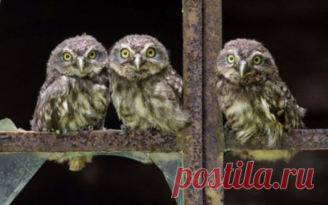 Сова, филин. Фото. Картинки. - Сидят девчонки, сидят в сторонке...