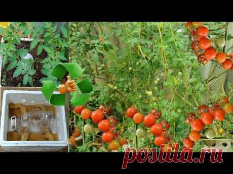 grow cherry tomato plants in recycled Styrofoam - YouTube