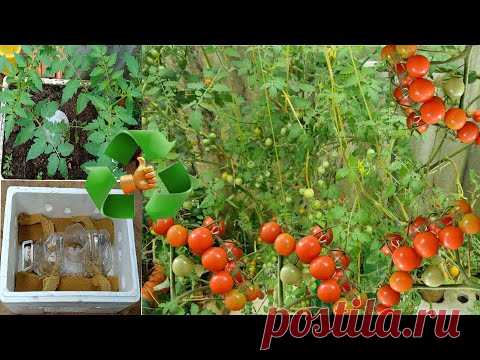 grow cherry tomato plants in recycled Styrofoam - YouTube
