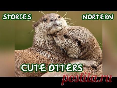 Забавная выдра | Четвероногий юмор