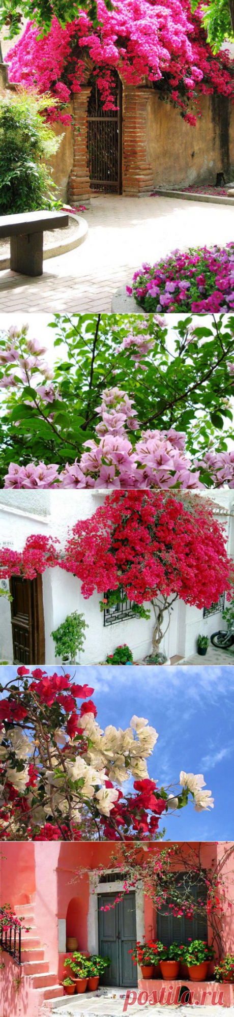 БУГЕНВИЛЛЕЯ. КРАСОТА! | Самоцветик