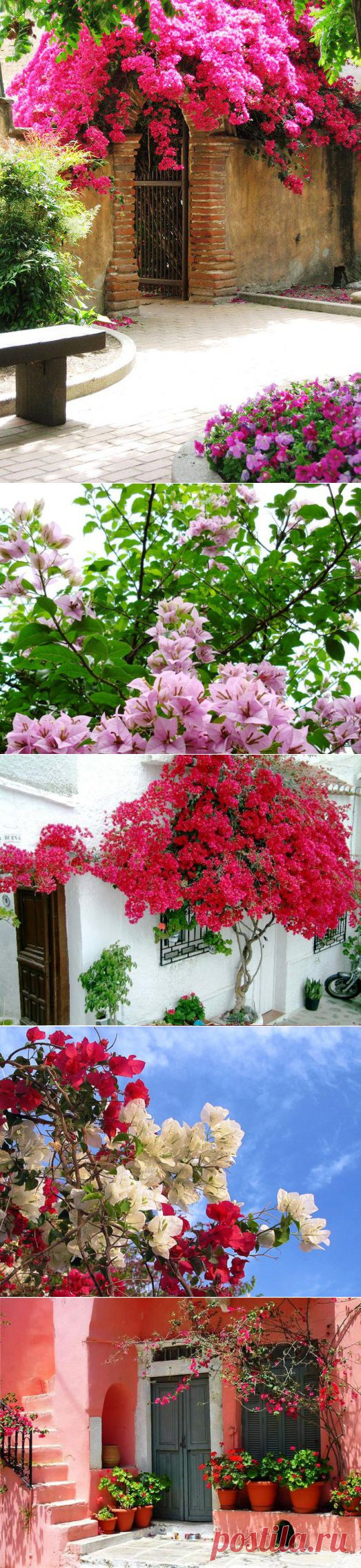 БУГЕНВИЛЛЕЯ. КРАСОТА! | Самоцветик