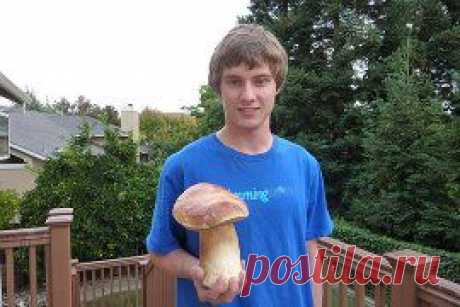 Белые грибы в  Калифорнии