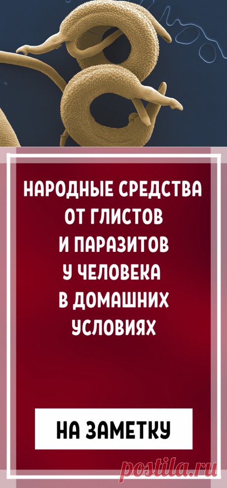 Народные средства от глистов и паразитов у человека в домашних условиях