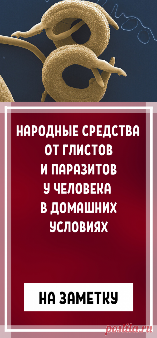 Народные средства от глистов и паразитов у человека в домашних условиях