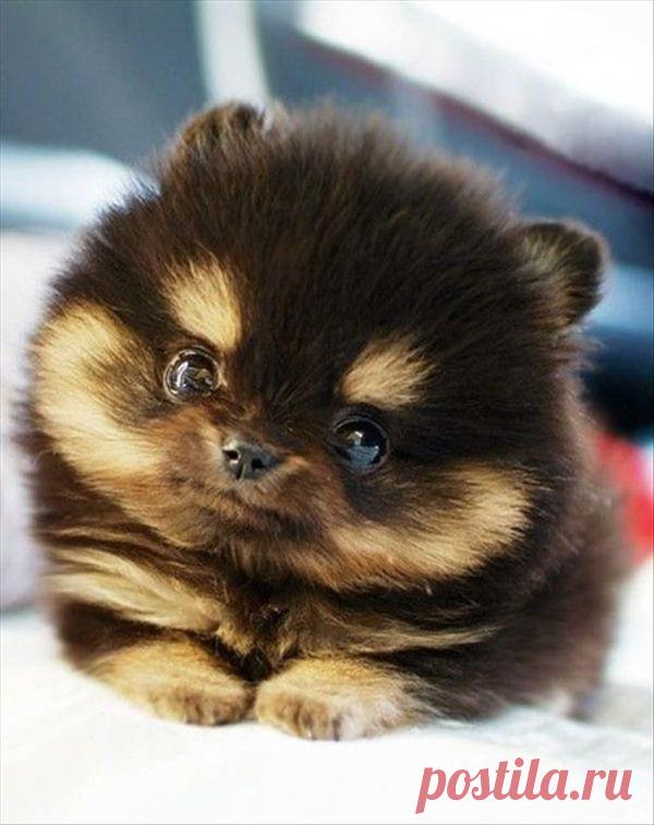 Картинки с милыми животными ( 47 фото ) ⭐ Забавник