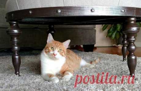 Кот с рулоном от скотча на шее… Что может быть печальнее? К счастью, жизнь Валентина сейчас совсем другая