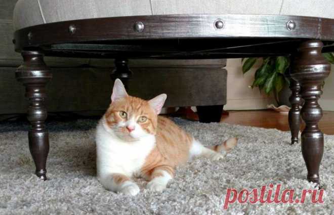 Кот с рулоном от скотча на шее… Что может быть печальнее? К счастью, жизнь Валентина сейчас совсем другая