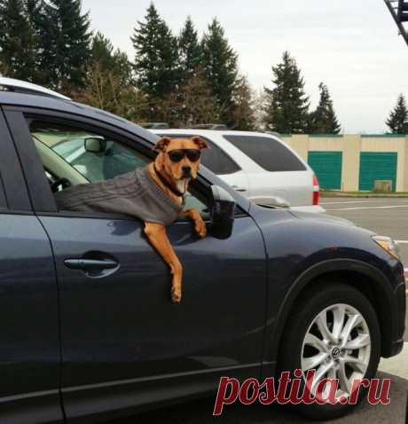 As 100 fotos de cachorros mais adoráveis de todos os tempos