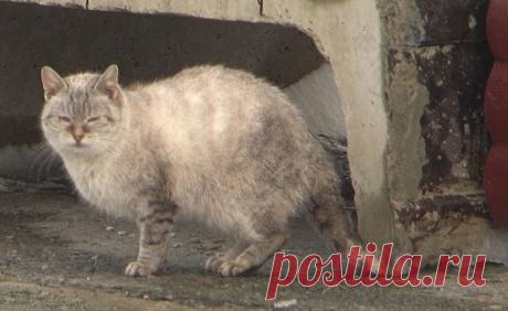 Теперь ушки и хвостики будут согреты! В Кобрине (Беларусь) устанавливают домики-люкс для бездомных котов Зима – самое сложное время для бездомных животных, особенно для теплолюбивых котов. Им приходится прятаться от холода в подвалах и подъездах, где их далеко не всегда рады видеть.

Зоозащитники из бело…