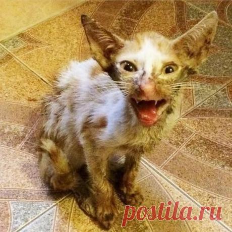 Ветеринар думал, что кота нужно усыпить