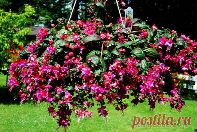 8 красивых ампельных растений для сада