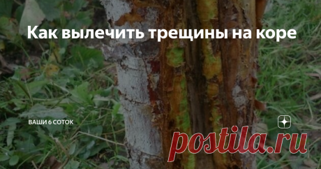 Как вылечить трещины на коре фото Ольги Исаевой
На яблонях, грушах, вишнях и других плодовых культурах иногда повреждается кора, что зачастую приводит к гибели дерева. Разберемся в причинах и вооружимся опытом садоводов, чтобы справиться с этой проблемой.
Повреждения коры могут быть вызваны рукотворными причинами, например, избытком азотных удобрений и вследствие этого затянувшимся осенним ростом дерева, недостаточной подгото