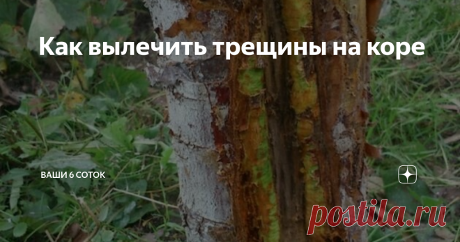 Как вылечить трещины на коре фото Ольги Исаевой
На яблонях, грушах, вишнях и других плодовых культурах иногда повреждается кора, что зачастую приводит к гибели дерева. Разберемся в причинах и вооружимся опытом садоводов, чтобы справиться с этой проблемой.
Повреждения коры могут быть вызваны рукотворными причинами, например, избытком азотных удобрений и вследствие этого затянувшимся осенним ростом дерева, недостаточной подгото