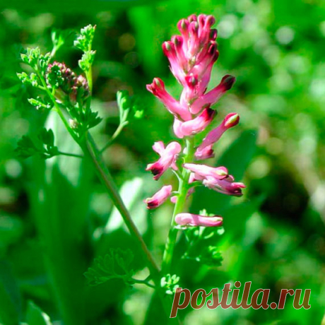 Лекарственное растение Дымянка аптечная (Fumaria officinalis). Однолетнее голое растение с сизо-зеленым налетом. Стебель высотой 10-30 см, разветвленный, с дважды-перистыми листьями. Листочки ланцетные, шириной 2-3 мм. Цветки розовые, у верхушки темно-красные, с зеленым килем, собраны в рыхлые кисти, состоящие из 10-20 и более цветков. Чашелистики уже и в 3 раза короче, чем имеющая в длину 5-8 мм трубка венчика.
 
Местопроизрастание.
Пашни, сады, мусорные места, виноградники, залежи.
