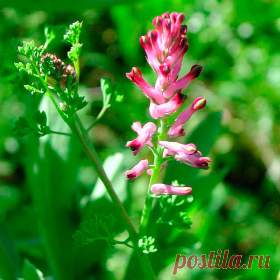 Лекарственное растение Дымянка аптечная (Fumaria officinalis). Однолетнее голое растение с сизо-зеленым налетом. Стебель высотой 10-30 см, разветвленный, с дважды-перистыми листьями. Листочки ланцетные, шириной 2-3 мм. Цветки розовые, у верхушки темно-красные, с зеленым килем, собраны в рыхлые кисти, состоящие из 10-20 и более цветков. Чашелистики уже и в 3 раза короче, чем имеющая в длину 5-8 мм трубка венчика.
 
Местопроизрастание.
Пашни, сады, мусорные места, виноградники, залежи.