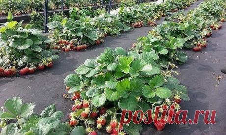 УВЕЛИЧИВАЕМ УРОЖАЙ КЛУБНИКИ НА 50%! - Рецепти