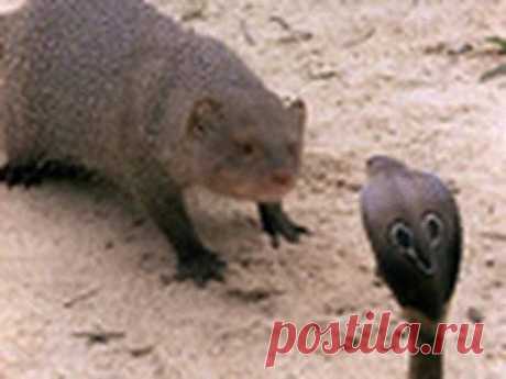 ▶ Cobra vs. Mongoose - YouTube