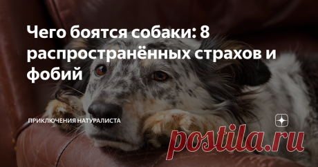 Чего боятся собаки: 8 распространённых страхов и фобий Статья автора «Приключения натуралиста» в Дзене ✍: Четвероногй защитник дома тоже может чего-то бояться. Некоторые фобии питомцев обусловлены «детскими» травмами, другие же имеют более глубокие корни.