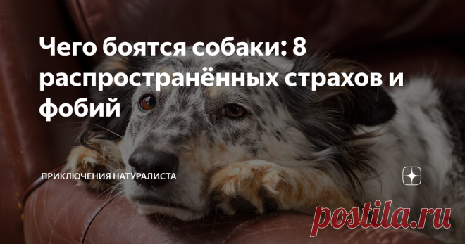 Чего боятся собаки: 8 распространённых страхов и фобий Статья автора «Приключения натуралиста» в Дзене ✍: Четвероногй защитник дома тоже может чего-то бояться. Некоторые фобии питомцев обусловлены «детскими» травмами, другие же имеют более глубокие корни.