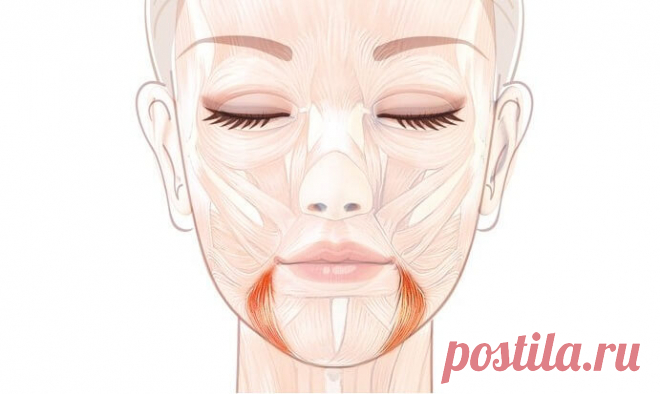 «Ковшик»: упражнение для профилактика отвислых щек Это приводит к перенапряжению жевательных мышц, которое сказывается на здоровье (может быть причиной головных болей и воспалительных процессов в челюстных суставах) и отражается на внешности. Спазмирование жевательной мышцы приводит к асимметрии лица, потере объема щек, появлению брылей. «Ковшик» Это упражнение позволяет выполнить динамическое растяжение жевательных мышц. Исходное положение. Ладони плотно лежат на щеках, з...