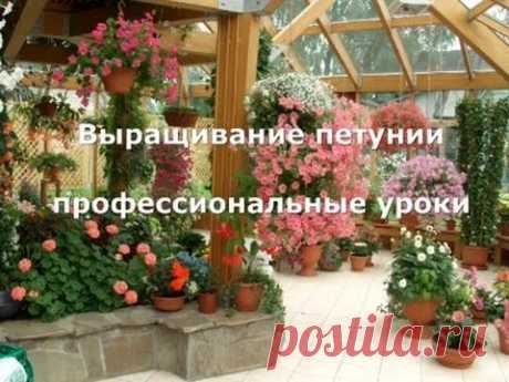 Петуния, выращиваем без ошибок. Часть1