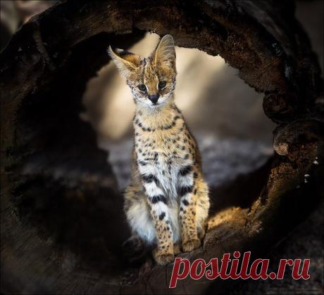 Юный сервал от Алексея Масанова: