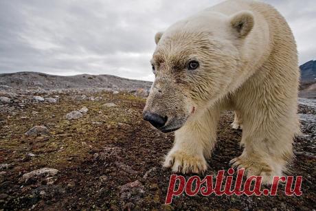 Невероятные фотографии животных Пола Никлена | Современное искусство