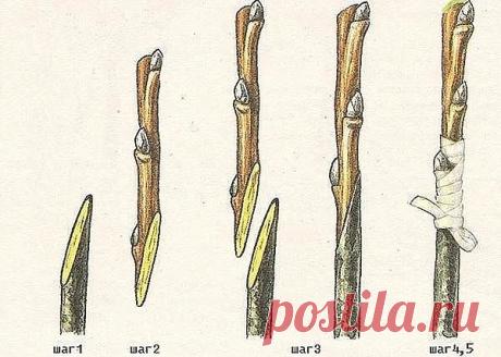 Одноклассники