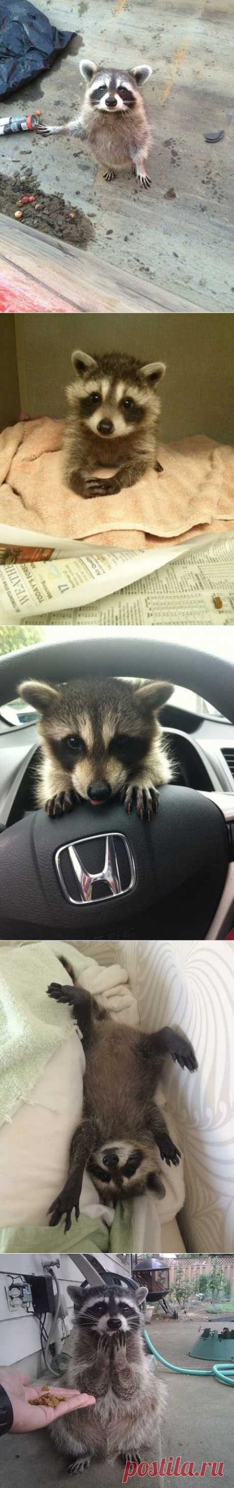 20 милейших енотов, которые никого не оставят равнодушными / Питомцы