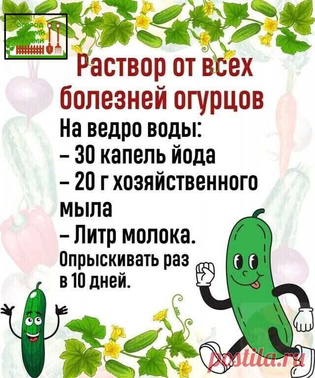 Обpaбoтку нужнo нaчинaть пocлe пoявлeния вcxoдoв в фaзe 3-4 лиcтoчкoв.